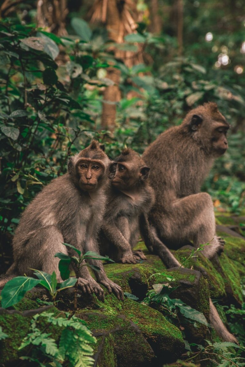 ubud monkey forest_Easy-Resize.com